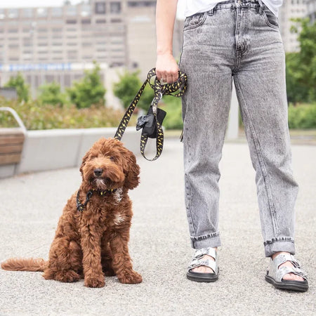 Person holding a dog leash with a brown dog sitting on a sidewalk.
