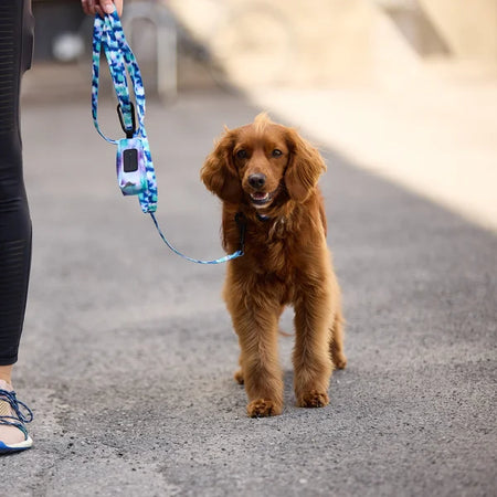 Brown dog on a leash with a blurred background