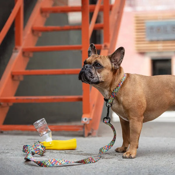 Brown dog on a leash with a colorful collar, standing on a concrete surface with orange metal stairs in the background.