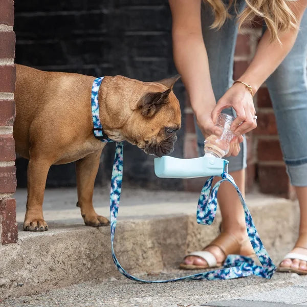Dog drinking water from a blue bottle held by a person on a leash.