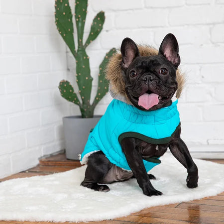 Dog wearing a blue coat with a cactus plant in the background