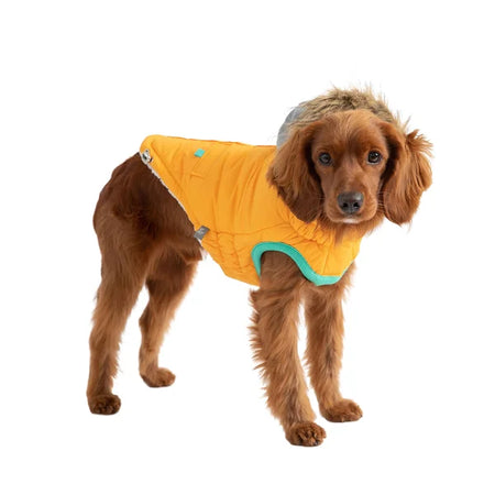 Dog wearing a yellow puffer coat with green trim on a white background