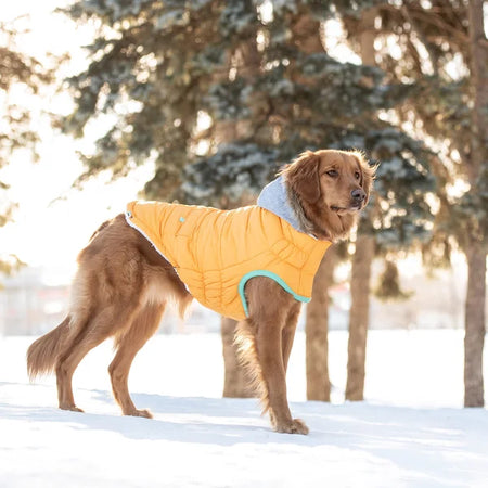 Dog wearing a yellow coat standing in the snow with trees in the background