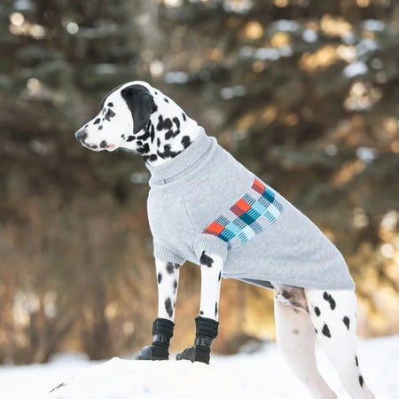 Dalmatian dog wearing a gray sweater with colorful patterns in a snowy forest.