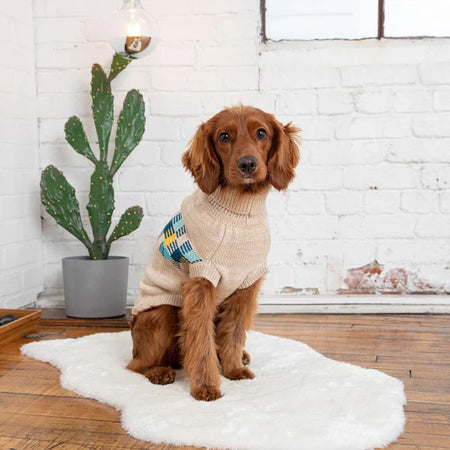 Dog wearing a beige sweater with a colorful pattern, sitting on a white rug in a room with a cactus plant and white brick wall.