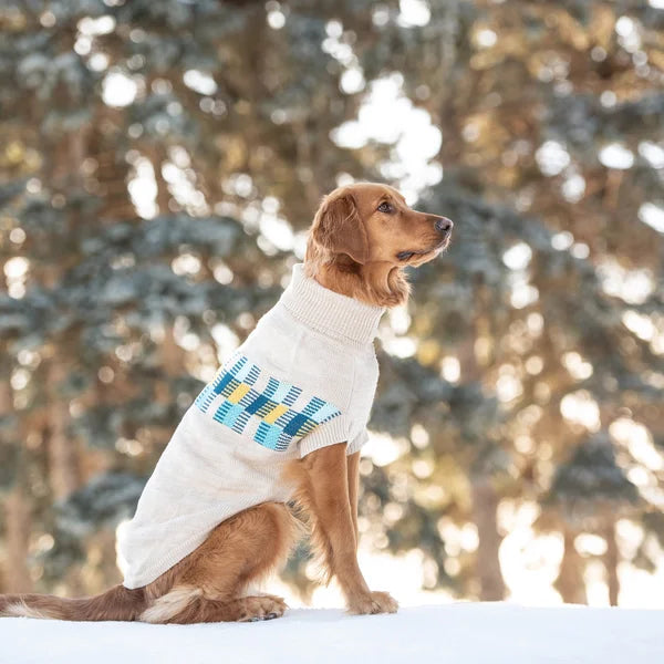 Dog wearing a white sweater with blue and yellow patterns in a snowy forest