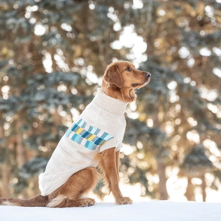Dog wearing a white sweater with blue and yellow patterns in a snowy forest