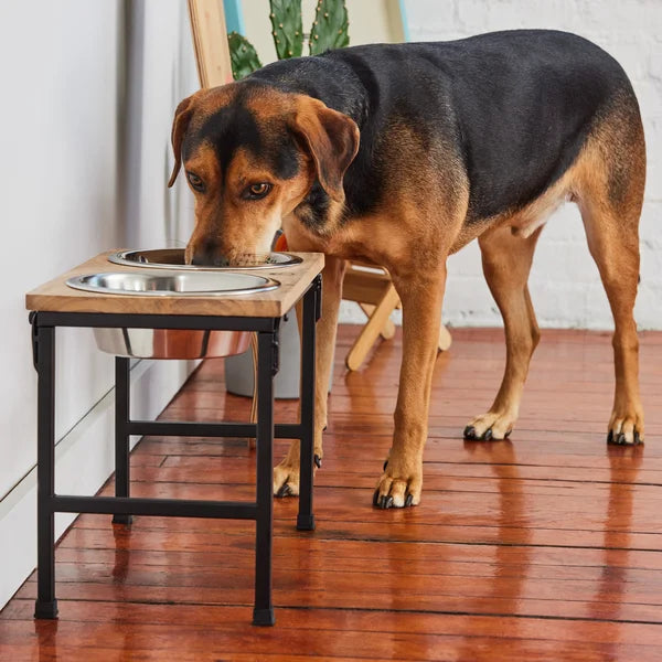 Dog drinking from a elevated metal bowl on a wooden stand indoors.