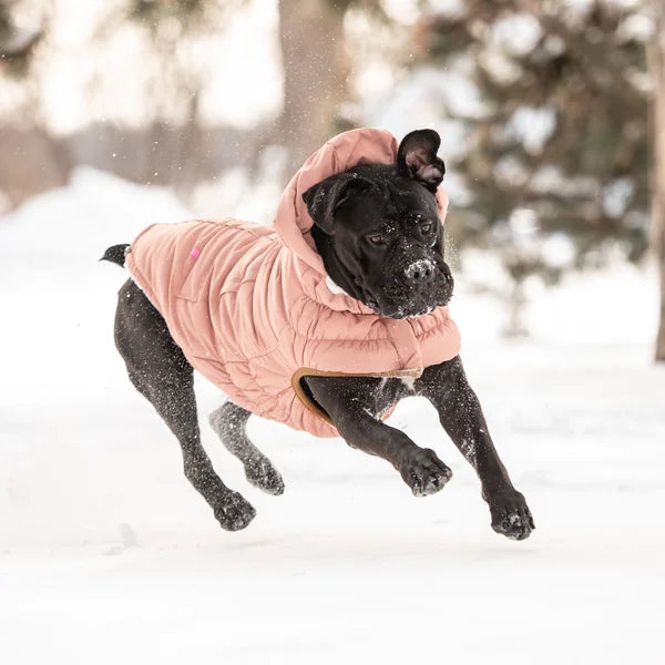 Dog running in the snow wearing a pink winter coat