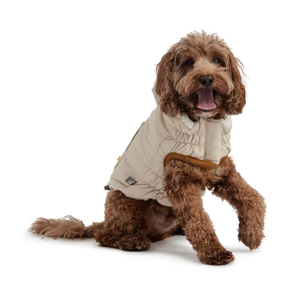 Dog wearing a beige quilted jacket on a white background