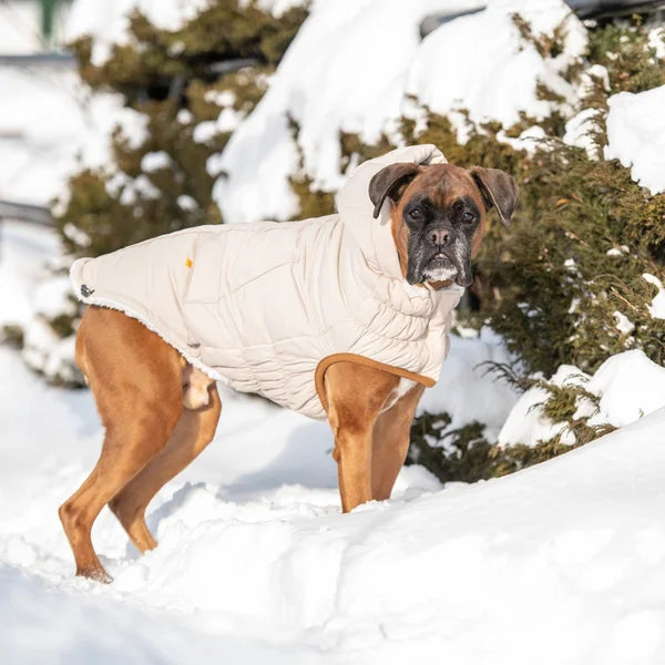 Dog wearing a white winter coat standing in the snow with trees in the background
