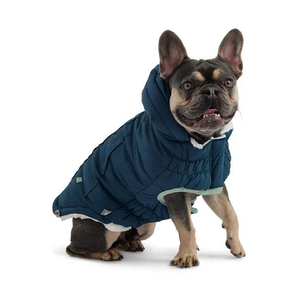 Dog wearing a blue coat on a white background