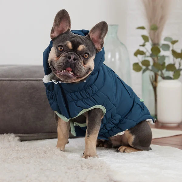 Dog wearing a blue puffer coat indoors with a neutral background