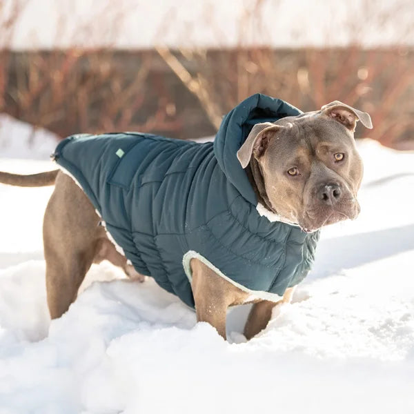 Dog wearing a green winter coat standing in the snow