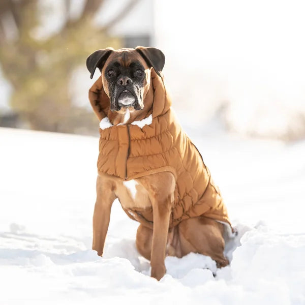 Dog wearing a brown puffer coat sitting in the snow