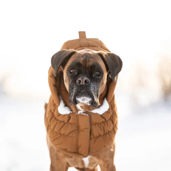 Dog wearing a brown winter coat with a hood on a white background
