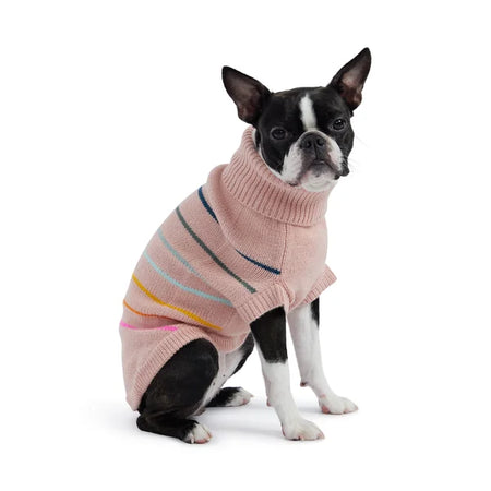 Dog wearing a pink sweater with colorful stripes on a white background
