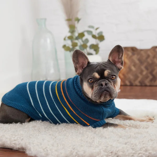 Dog wearing a blue striped sweater on a white carpet