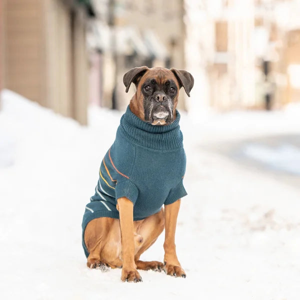 Dog wearing a teal sweater in a snowy outdoor setting