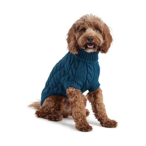 Dog wearing a blue sweater on a white background