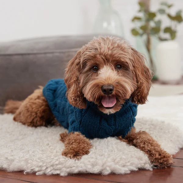 Dog wearing a blue sweater sitting on a white rug.