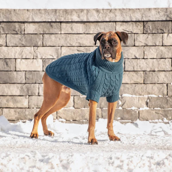 Dog wearing a blue sweater standing on snow with a stone wall background