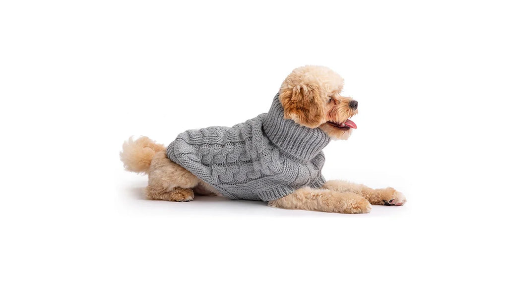 Dog wearing a gray knitted sweater on a white background