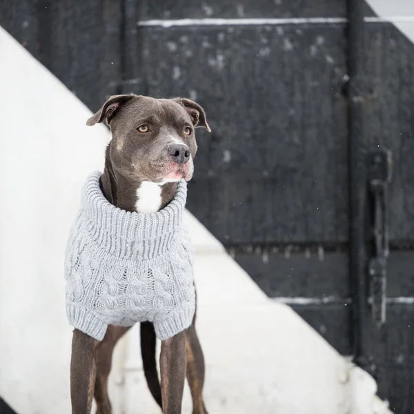 Dog wearing a gray sweater standing in the snow.