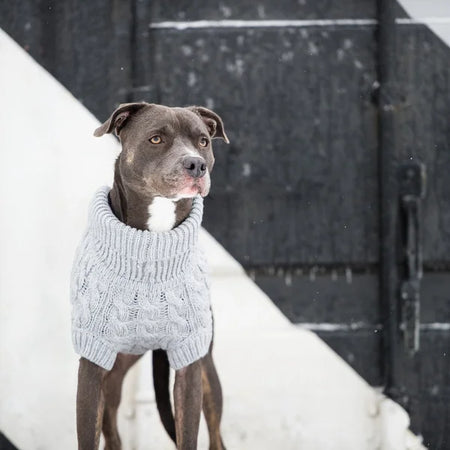 Dog wearing a gray sweater standing in the snow.