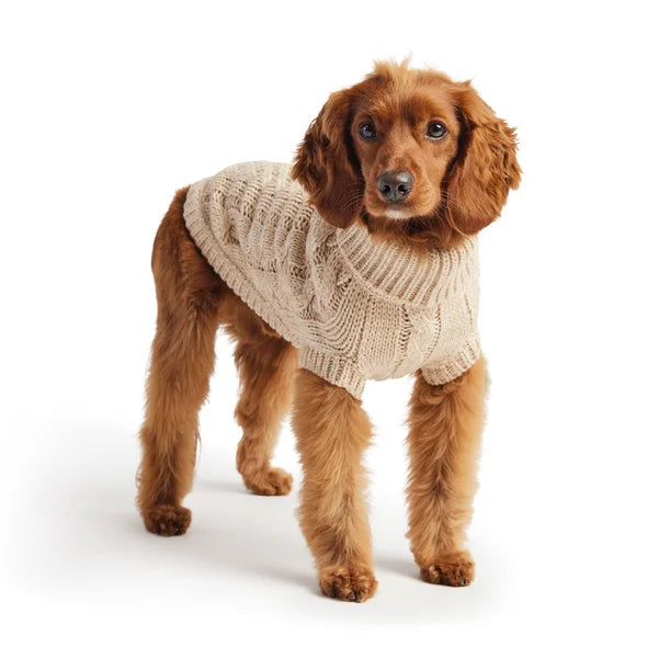 Dog wearing a beige knitted sweater on a white background