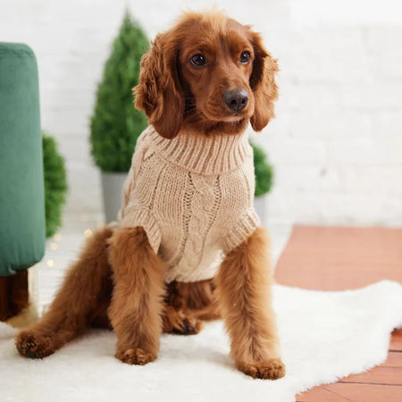Dog wearing a beige knitted sweater on a white surface with greenery in the background