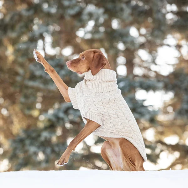 Dog wearing a white sweater in a snowy forest
