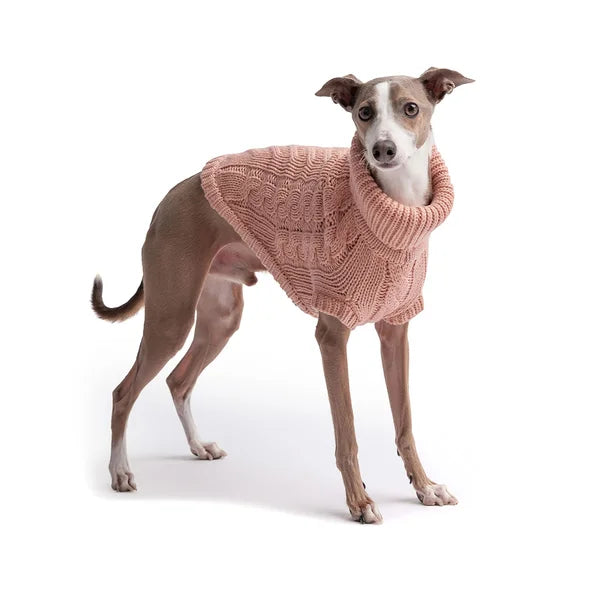 Dog wearing a pink knitted sweater on a white background
