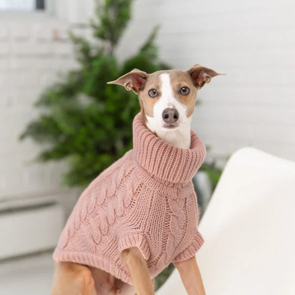 Dog wearing a pink knitted sweater indoors with a plant in the background