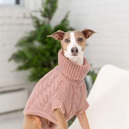 Dog wearing a pink knitted sweater indoors with a plant in the background