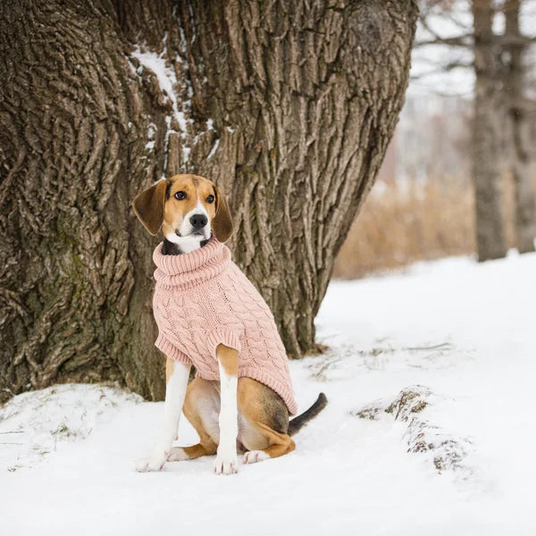 Dog wearing a pink sweater standing in the snow next to a tree