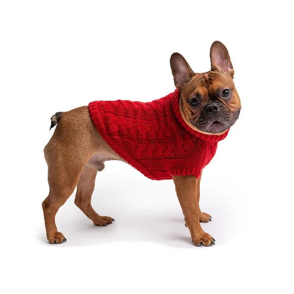 Small dog wearing a red knitted sweater on a white background