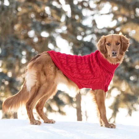 Dog wearing a red sweater standing in the snow with blurred trees in the background