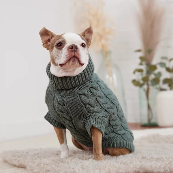 Dog wearing a green sweater indoors with a neutral background
