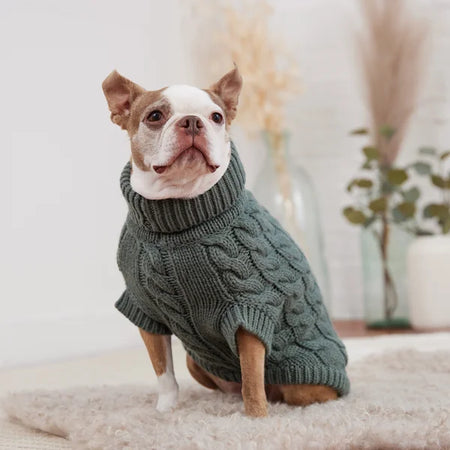 Dog wearing a green sweater indoors with a neutral background