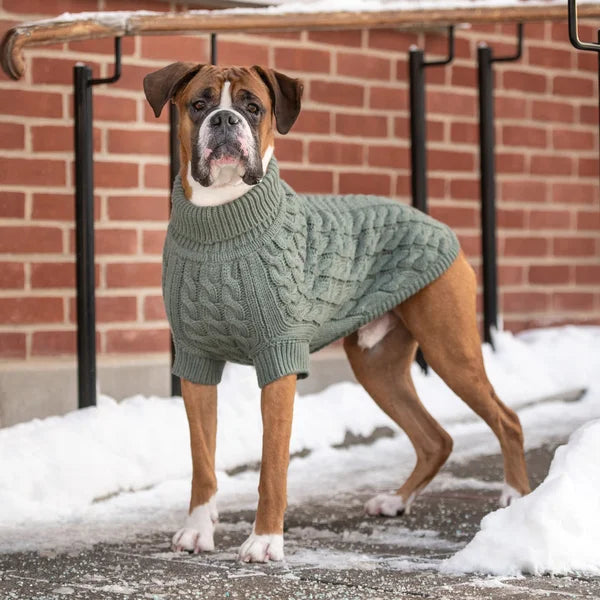 Dog wearing a green sweater standing in front of a brick wall with snow on the ground.