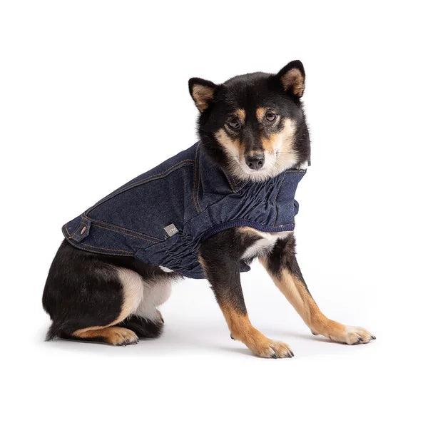 Dog wearing a denim jacket on a white background