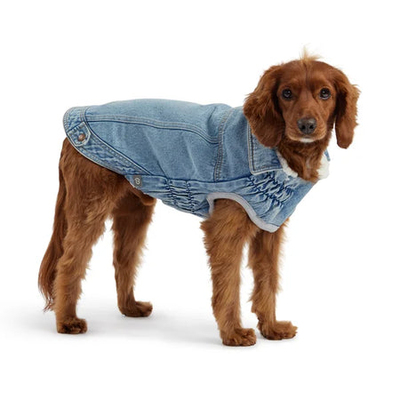Dog wearing a denim coat on a white background