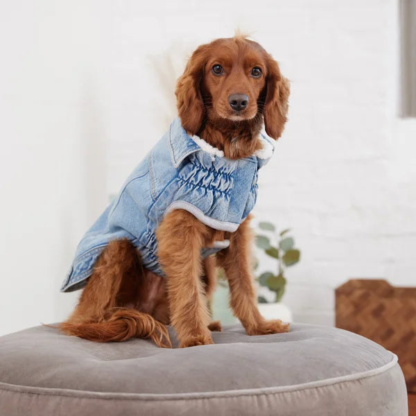 Dog wearing a denim jacket on a cushioned surface with a neutral background