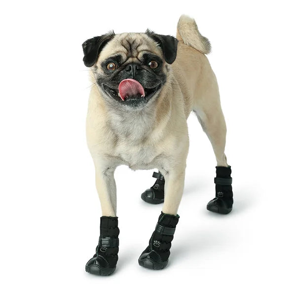 Pug wearing black dog boots on a white background