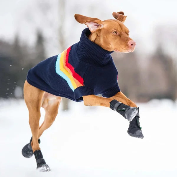 Dog running in the snow wearing a navy sweater with colorful stripes