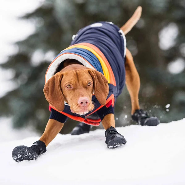 Dog wearing a colorful winter coat in the snow