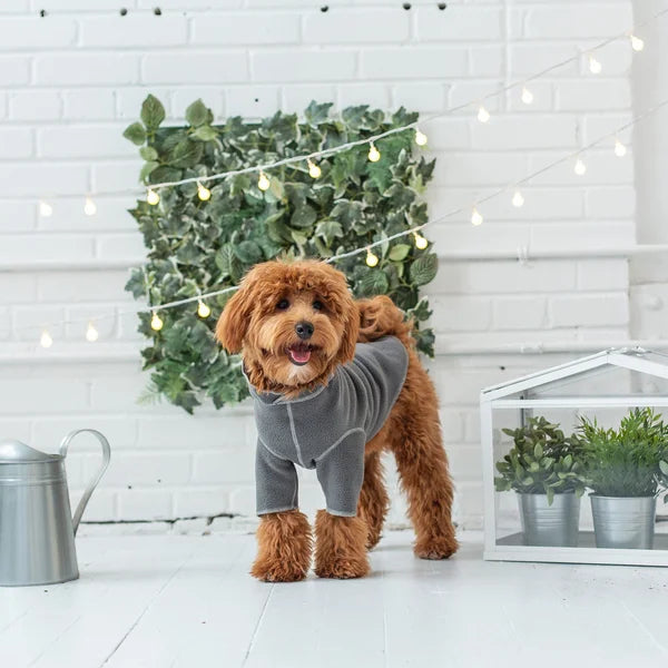 Dog wearing a gray sweater standing in a room with plants and string lights.