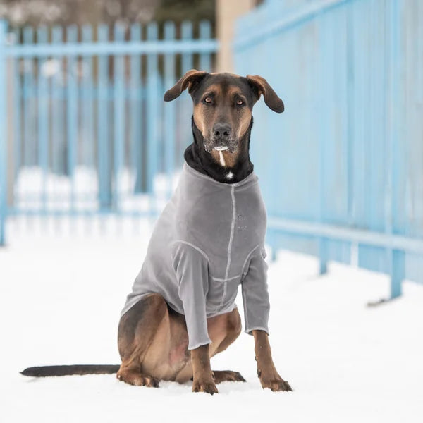 Dog wearing a gray sweater sitting in the snow with a blue fence in the background