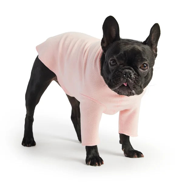 Black dog wearing a pink sweater on a white background
